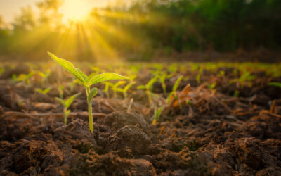 Why Measuring Soil Moisture is Crucial for Farmers