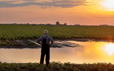 How Does Water Move in the Soil and How Do Plants Access It?