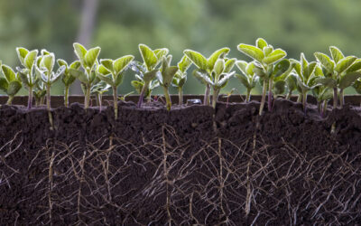 How Much Water Is Needed to Reach Your Farm’s Root Zone?