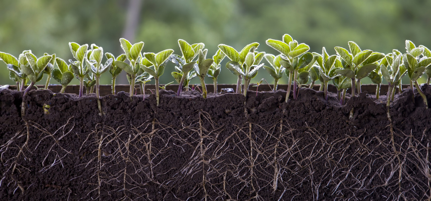 How Much Water Is Needed to Reach Your Farm’s Root Zone?